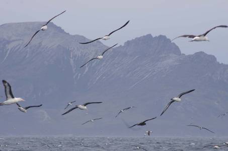 01 Seagulls on the coast of Fireland - Best Of 16