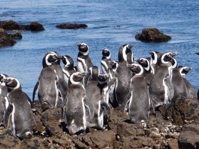 01 Pinguin Colonie on Isla Leones - Best Of 16