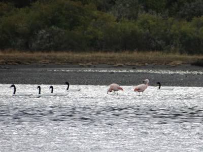 03 Black-necked swans and flamingos in Patagonia - Best Of 16